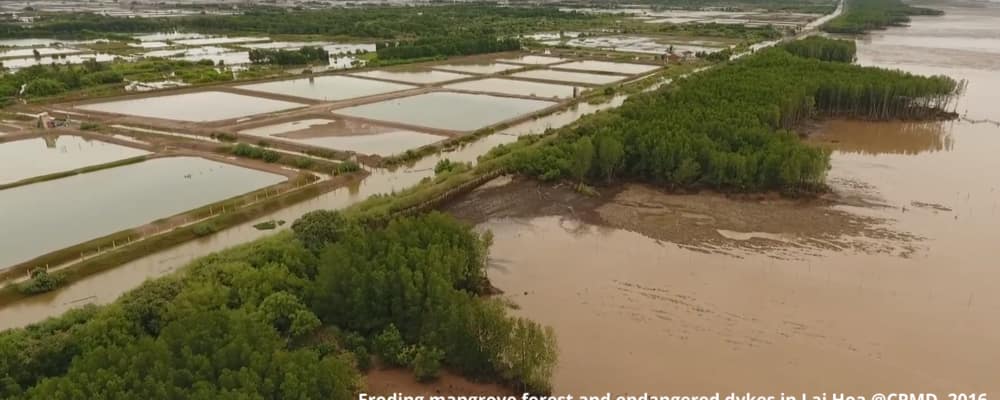 Mekong Delta is home to 50% of Viet Nam’s mangroves, however, sea level rise (SLR) is leading to a coastal squeeze, resulting in the loss of mangroves, fisheries habitat, and biodiversity. The project aims at increasing mangrove cover along 200 km of the lowest and most vulnerable coastlines of the delta.