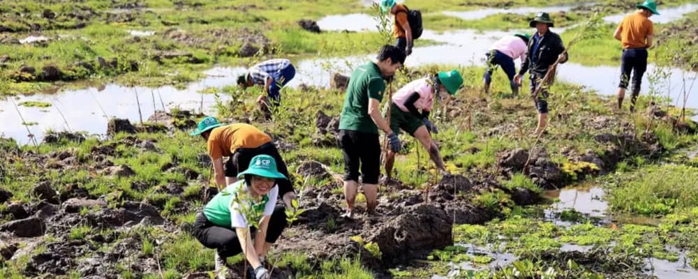 IUCN hợp tác cùng PAN-CP về vấn đề phục hồi rừng: Thí điểm khả năng gia nhập vào thị trường thương mại tín chỉ carbon