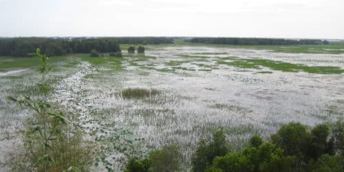 Tramchim_Flood2011_2