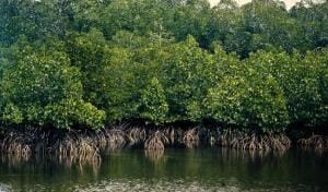 mangrove forest