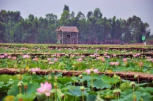 Lotus field