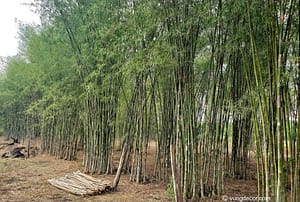 Bamboo Afforestation project in North Vietnam