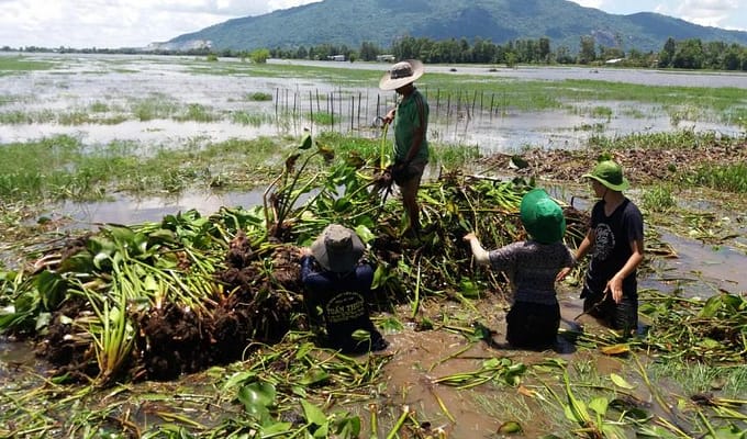 The project is aiming at training and assisting farmers in Dong Thap, Long An, and An Giang Provinces in the Mekong Delta to adopt financially attractive, low risk, flood-based livelihoods as alternatives to unsustainable triple rice cropping.