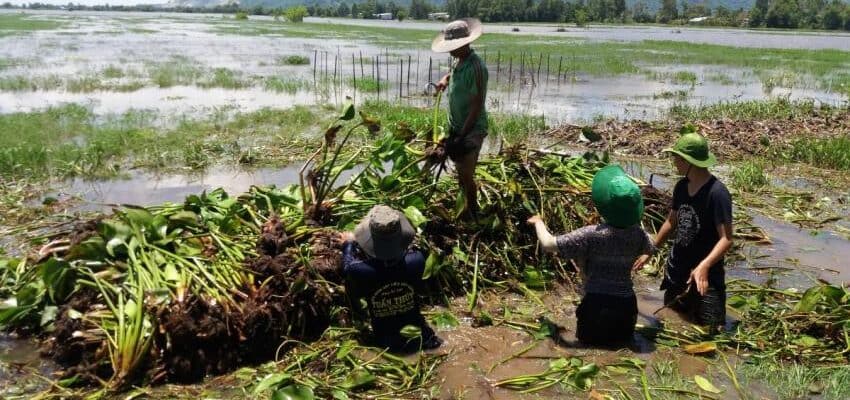 Dự án nhằm mục đích đào tạo và hỗ trợ nông dân ở các tỉnh Đồng Tháp, Long An, và An Giang ở Đồng bằng sông Mê Kông lựa chọn các sinh kế phù hợp về mặt tài chính, ít rủi ro và dựa vào lũ nhằm thay thế phương pháp canh tác lúa 3 vụ không bền vững.